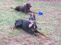 weekof111511_Hemi and Lewis resting